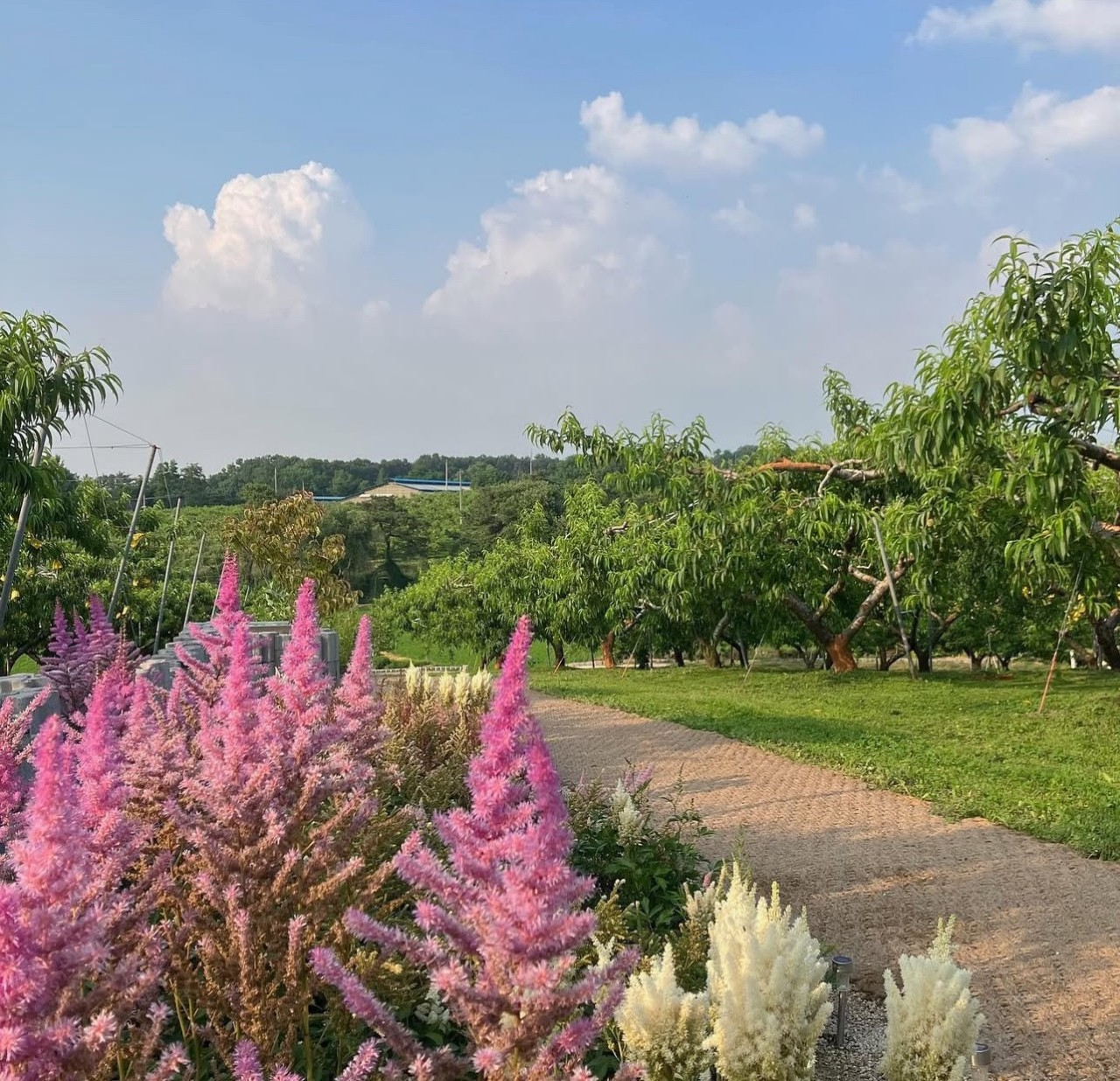 오늘N 이천 도화지카페 복숭아꽃 정원 카페 위치