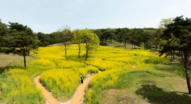 2025 화순 봄꽃 축제
