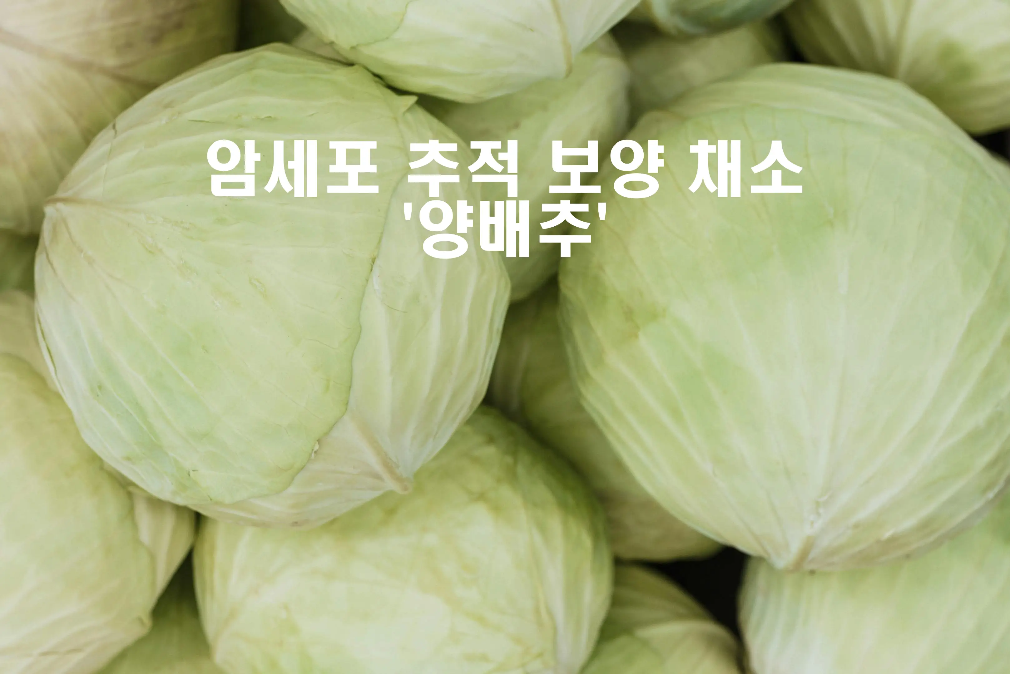 암예방-효과-암세포-추적-보양-채소-양배추