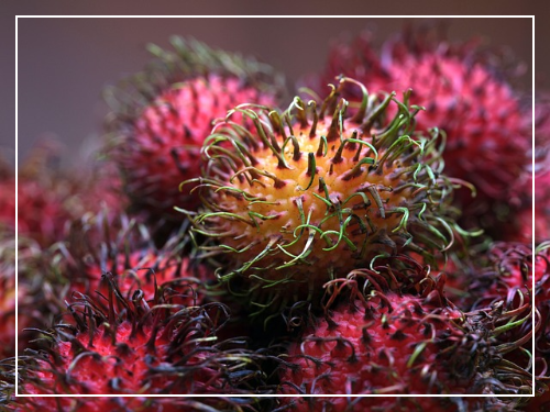 람부탄 효능과 효과