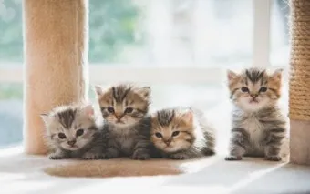 고양이 발정 기간 증상 대처_29
