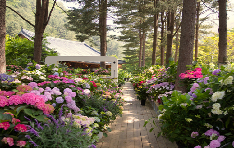 2024 가평 아침고요수목원 수국축제 기간 입장료 가는길