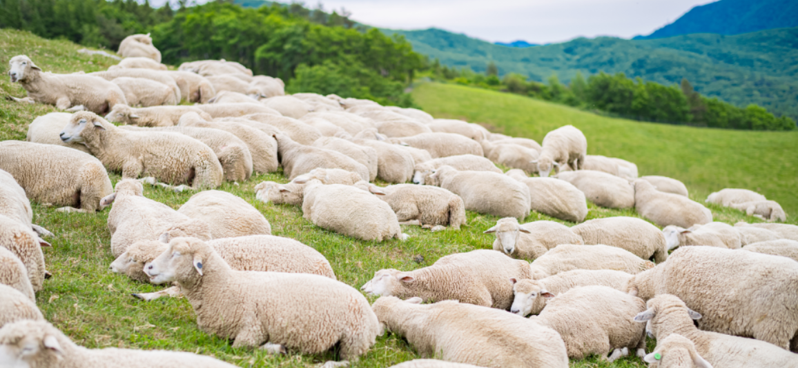 대관령 양떼목장