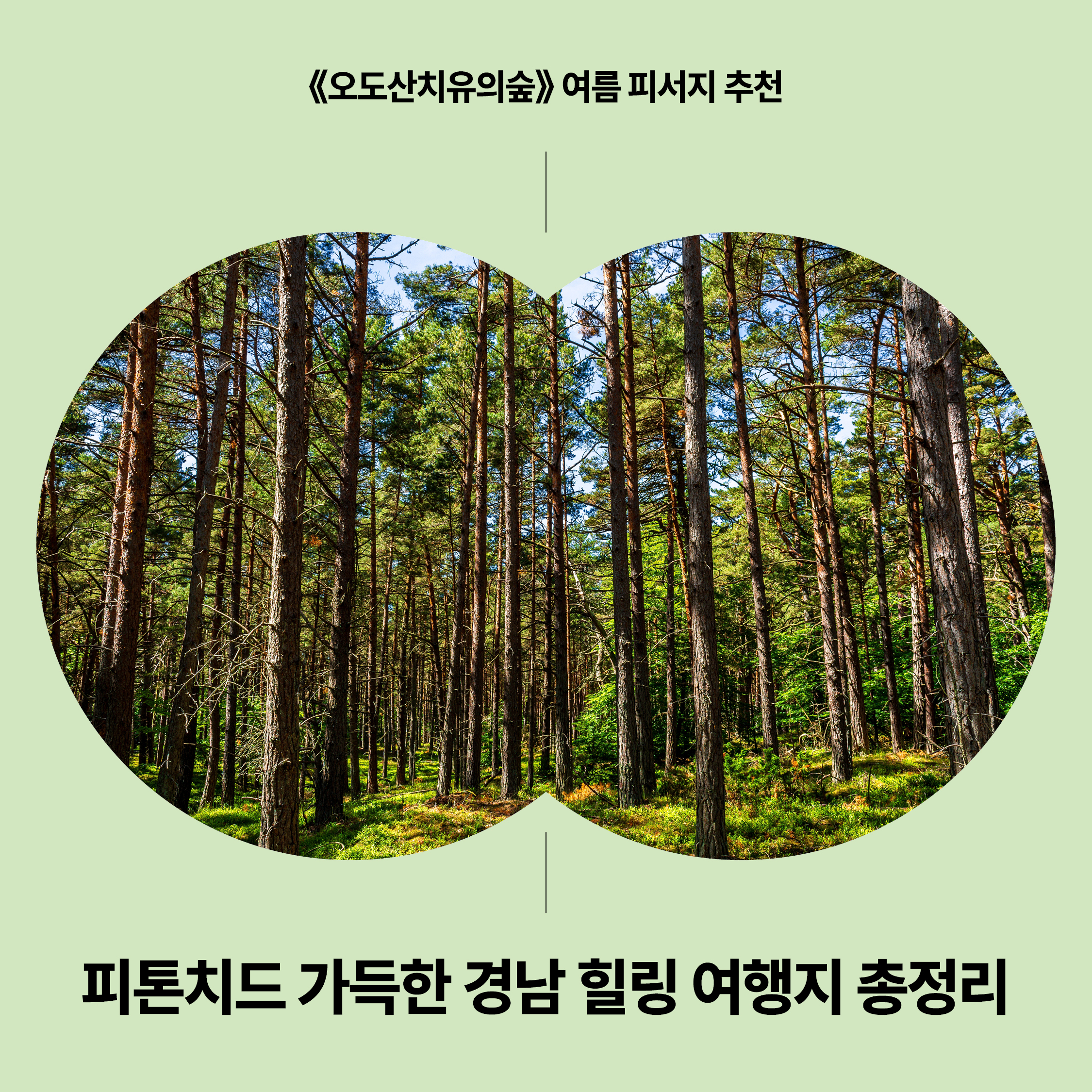 오도산치유의숲 숲속 전경|경남 여름 피톤치드 힐링 여행지