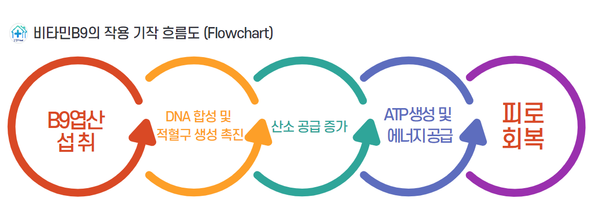 엽산은 세포 분열 과정에서 DNA 합성에 관여해 새로운 적혈구 생성 촉진.