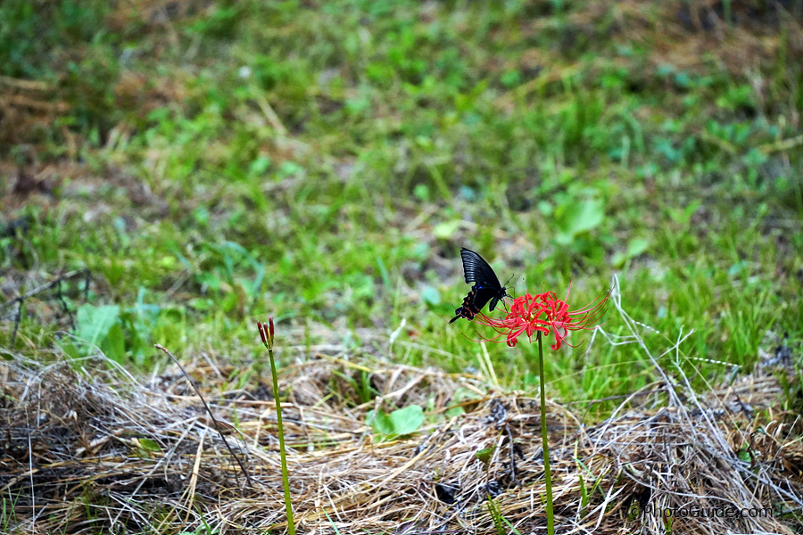 영광군 불갑산 상사화축제 2024