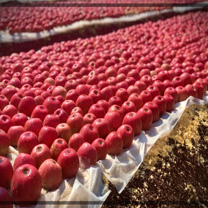 아누카-사과-재배