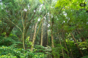 축령산 자연휴양림_4