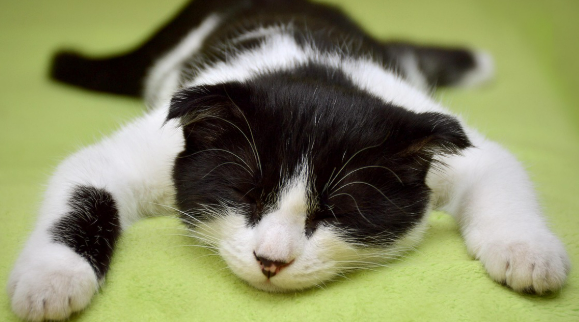 해외에서 인기 있는 고양이 장난감