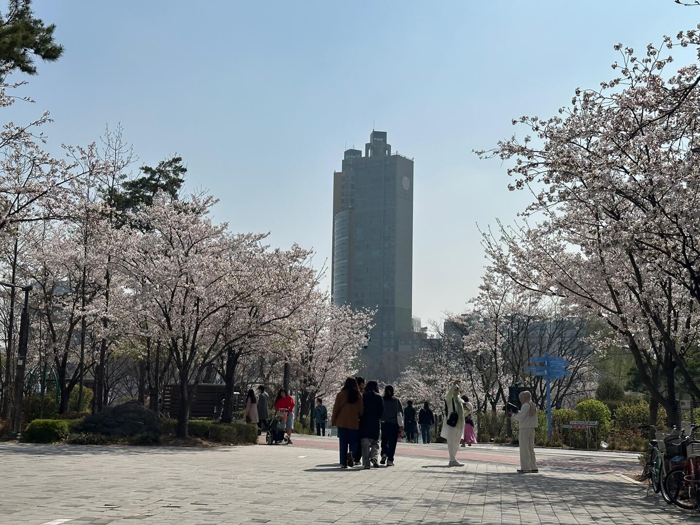 석촌호수 벚꽃 실시간