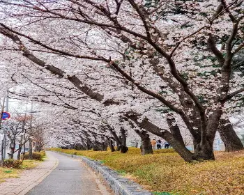 벚꽃 개화시기_2