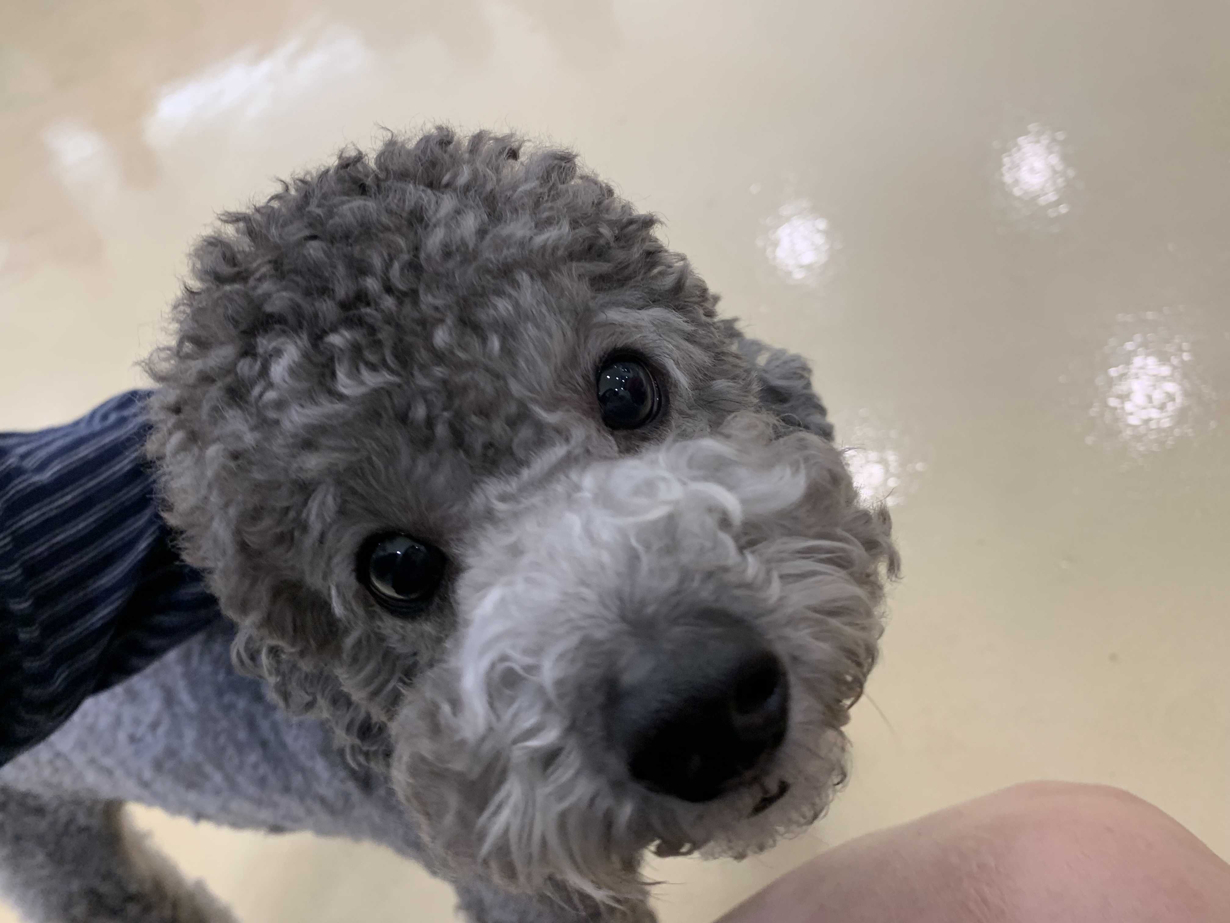 부천 부천시청 애견카페 애견유치원 애견호텔 멍스냅