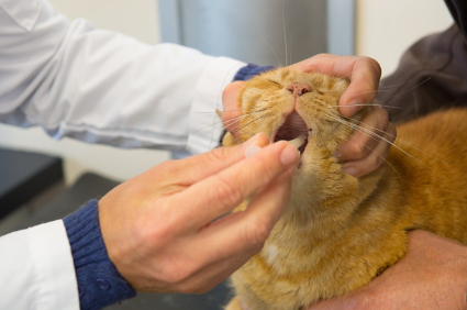 약 먹는 고양이 사진.