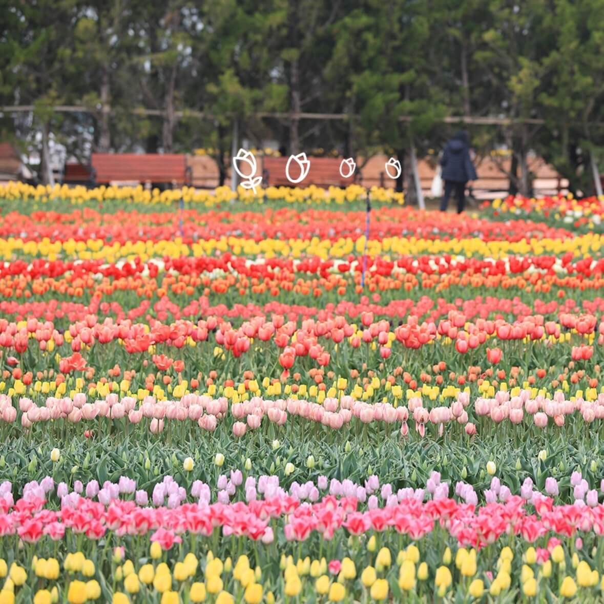 임자도 튤립축제기간
