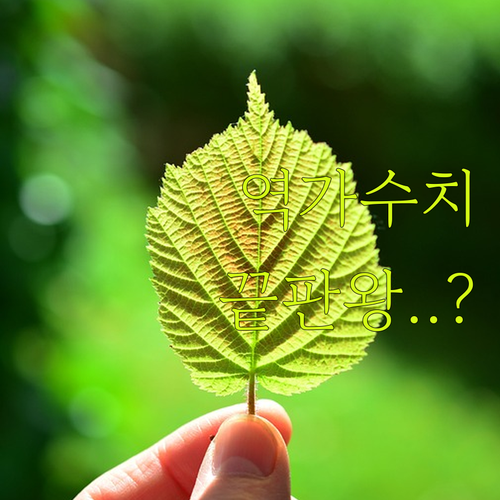 역가수치 높은 파로 카무트 효소 추천..