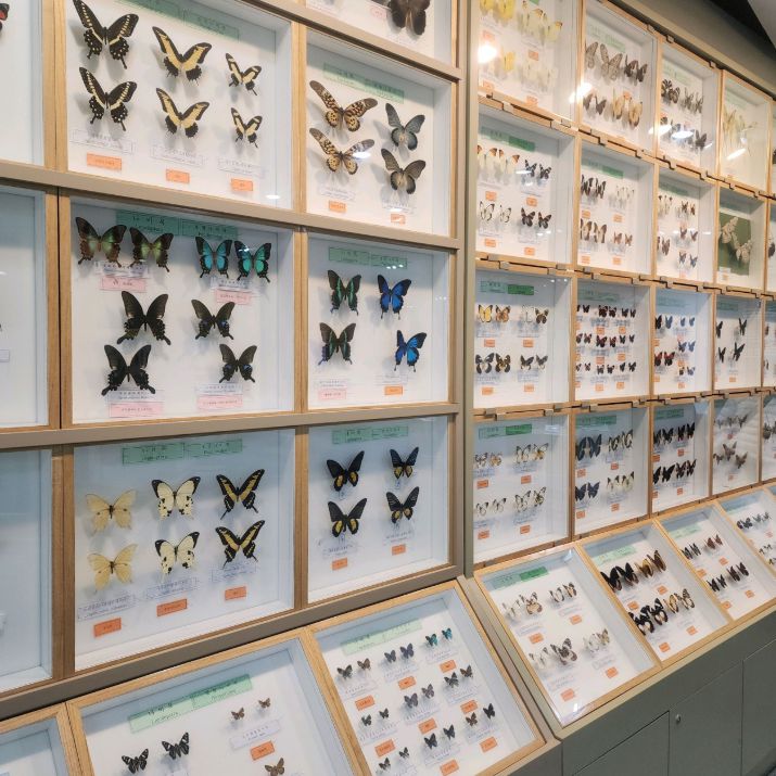 양평곤충박물관