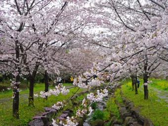 벚꽃 명소 추천 축제 유명한곳_3