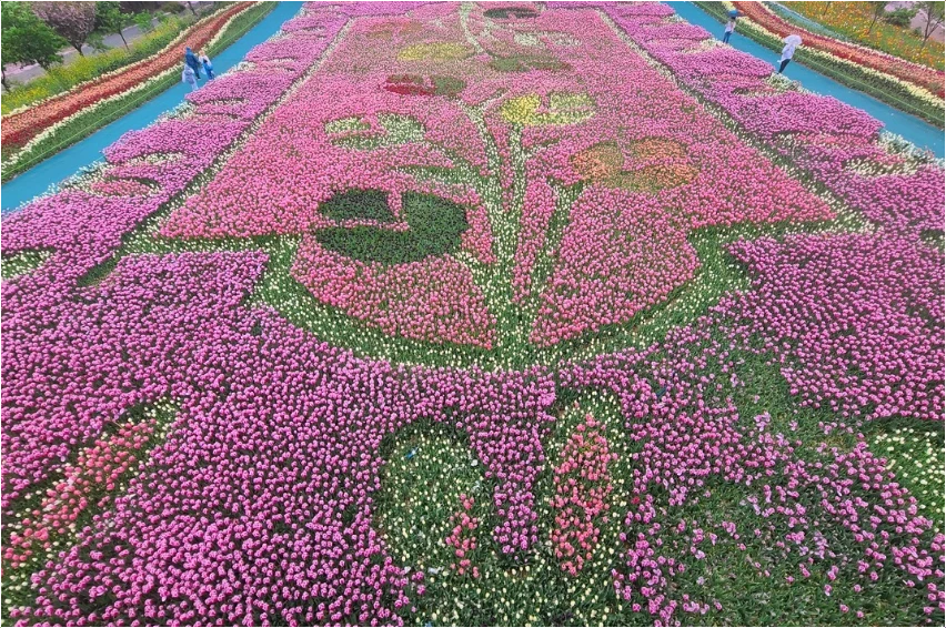 2025-태안-세계-튤립-꽃박람회