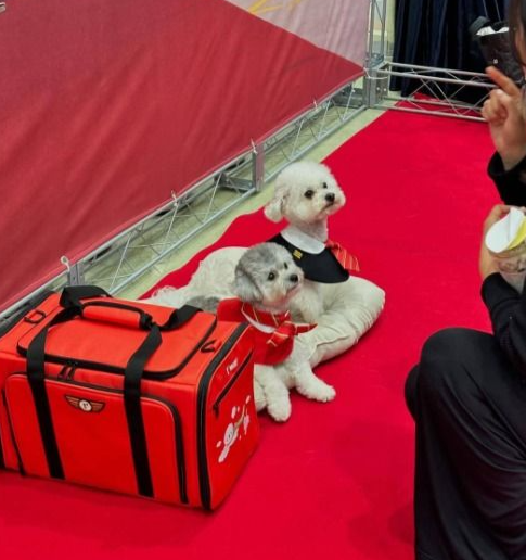 대한민국 펫캉스