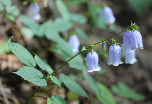 가을에 피는 꽃 금강초롱꽃