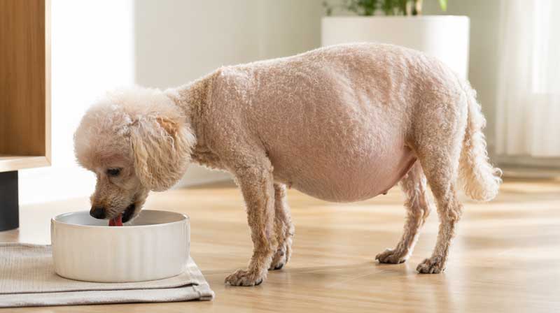 배가 둥글게 보이고 물을 마시는 중년 강아지