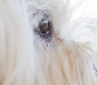 강아지 눈 주변 냄새&amp;#44; 왜 날까? 눈 영양제로 해결 방법까지