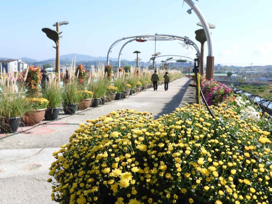국향대전 국화축제 함평 엑스포공원