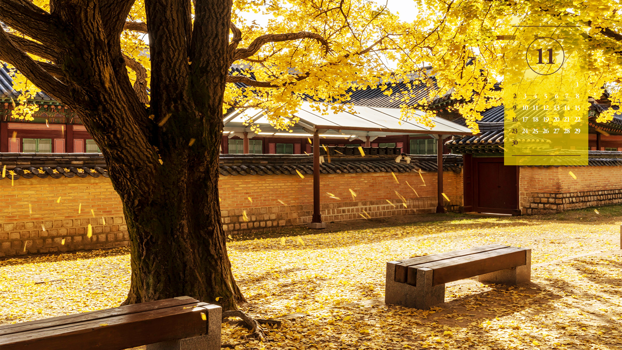 04 바람에 떨어지는 나뭇잎 A - 2025년11월 노트북배경화면
