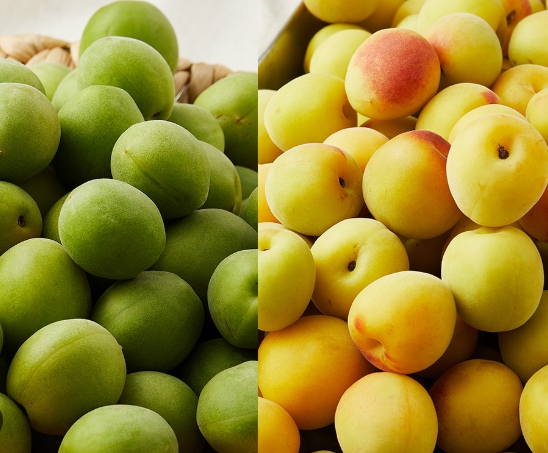 청매실황매실매실청