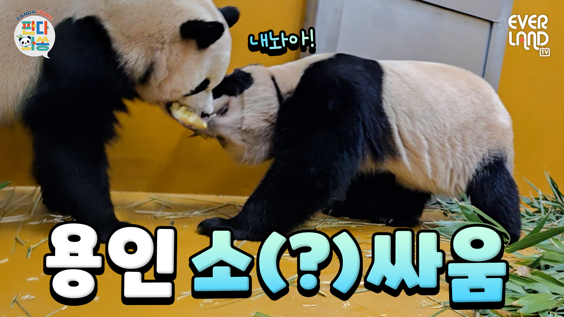 우승 판다에게는 소정의 맹종죽을｜#판다와쏭 #251