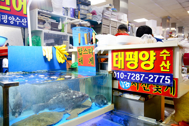 서울 도다리 회 세꼬시 맛집 추천 세민수산 이레상회 홍초장 까치산역 막회집 노량진수산시장횟집 동어동락 대찬횟집 손선장 푸른바다 마실 목포명가