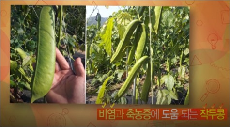 작두콩차 효능-5