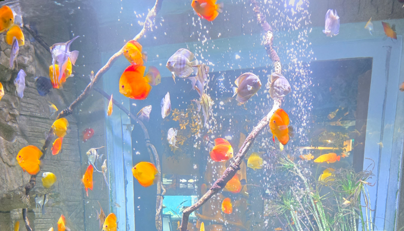 물살을 가르는 열대어들