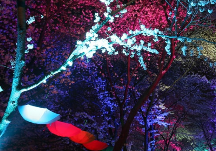 부천 백만송이장미원 관련 사진