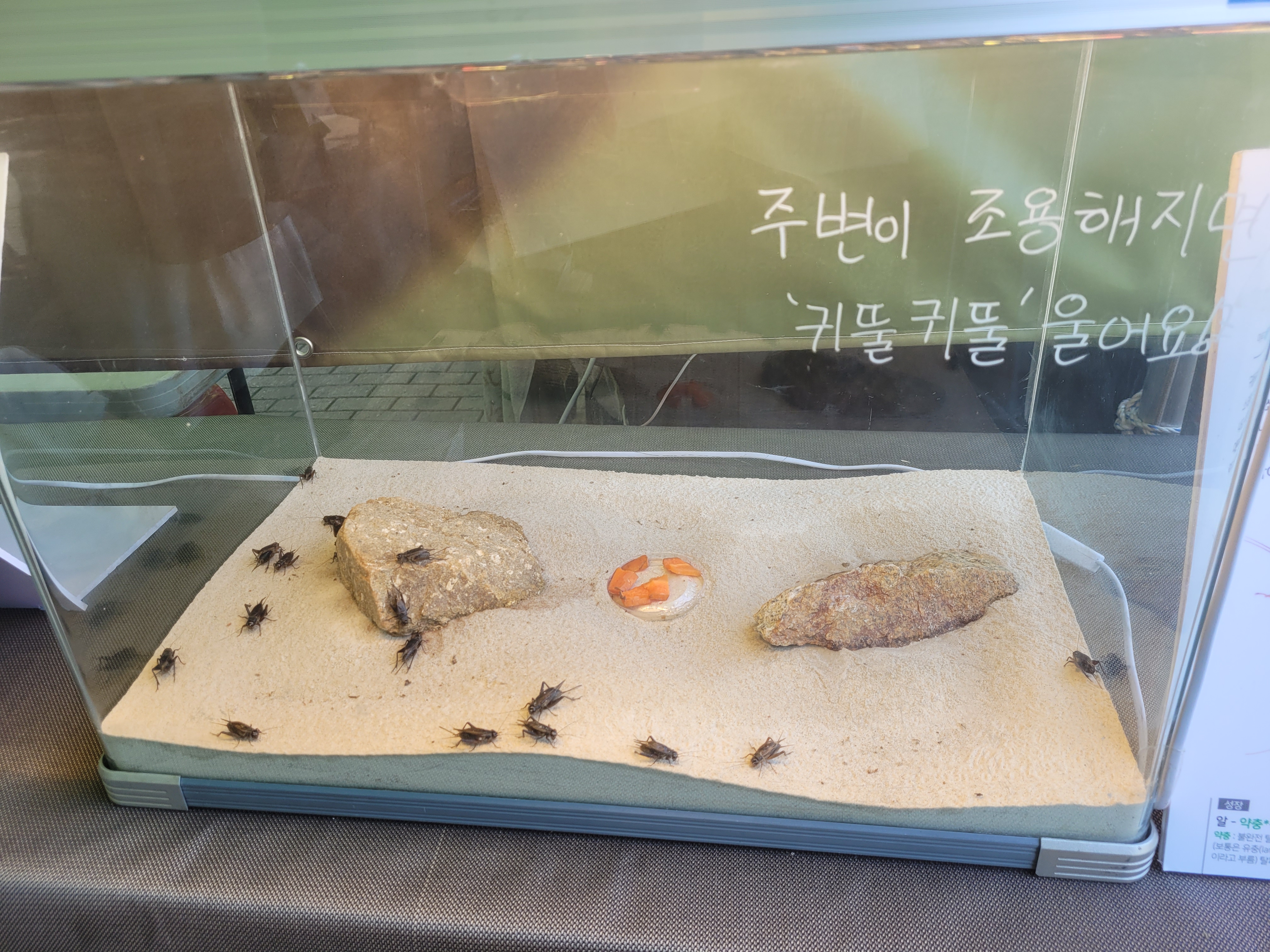 왕귀뚜라미