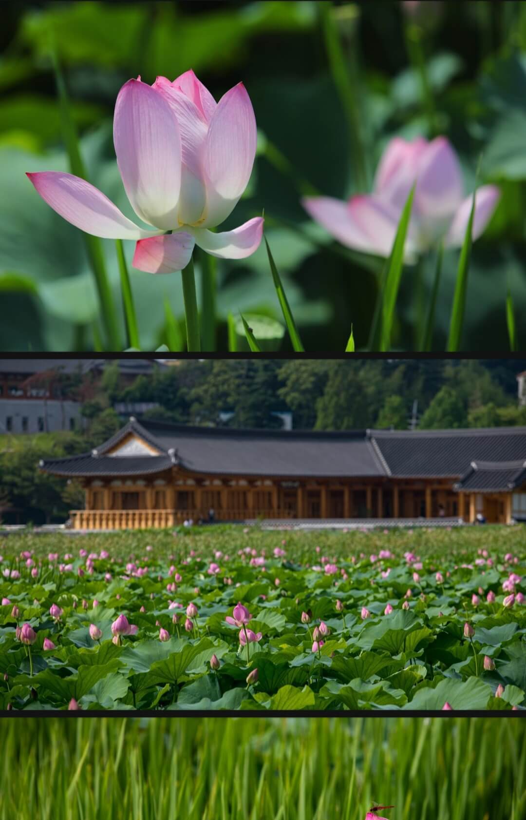 연꽃사진2