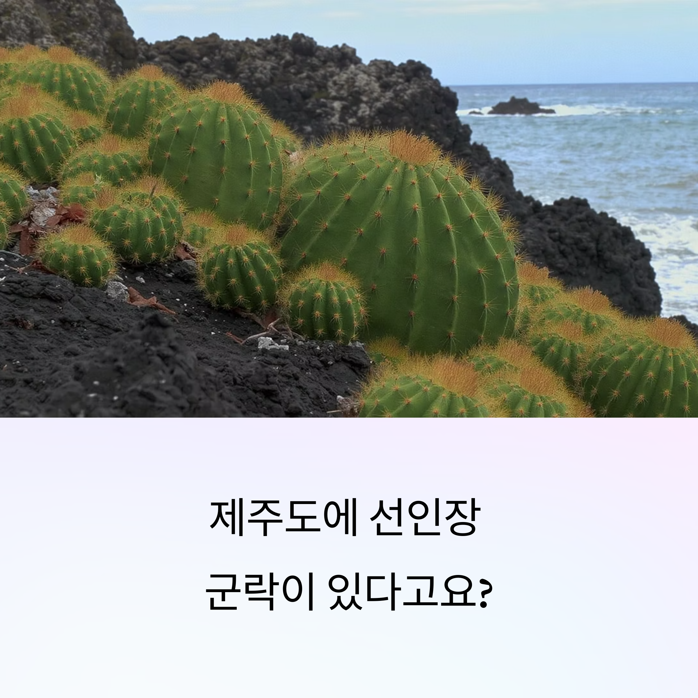 월령리 선인장 군락 여행기
