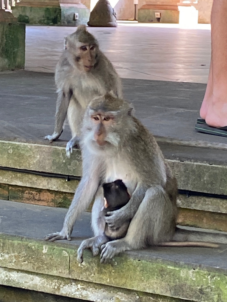 발리 몽키 포레스트 원숭이