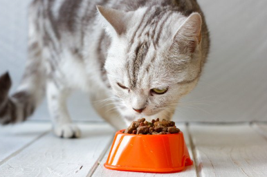 밥 먹는 고양이.