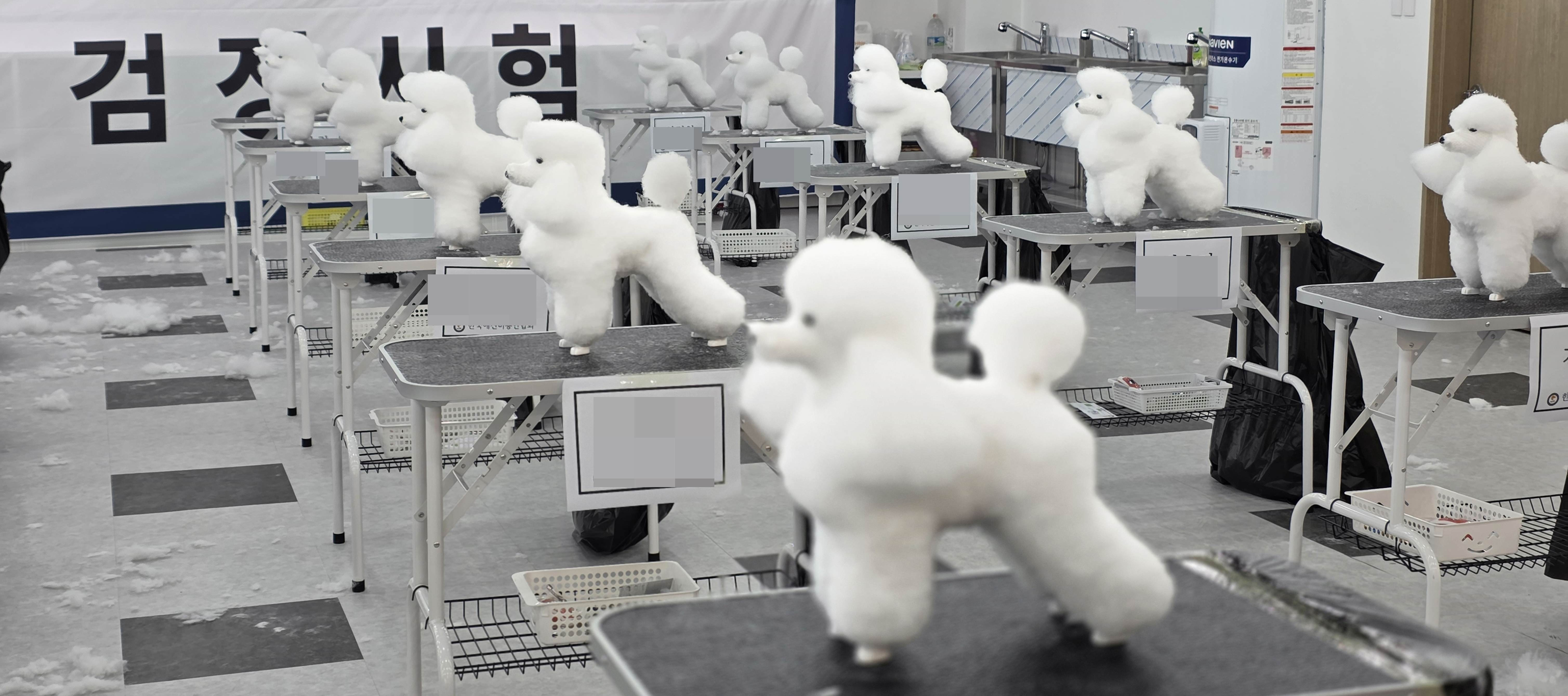 일산강아지미용학원