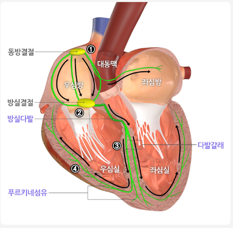 부정맥 증상