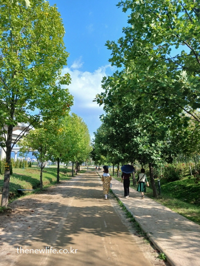 구리 한강시민공원 코스모스 길 그늘진 흙길 산책로