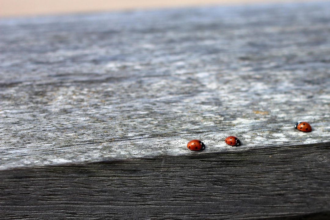 Wooden