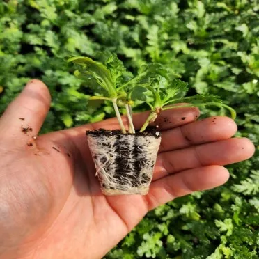 베란다 텃밭 흙 고르기 배수층 화분 선택 물주기 비료주기_8