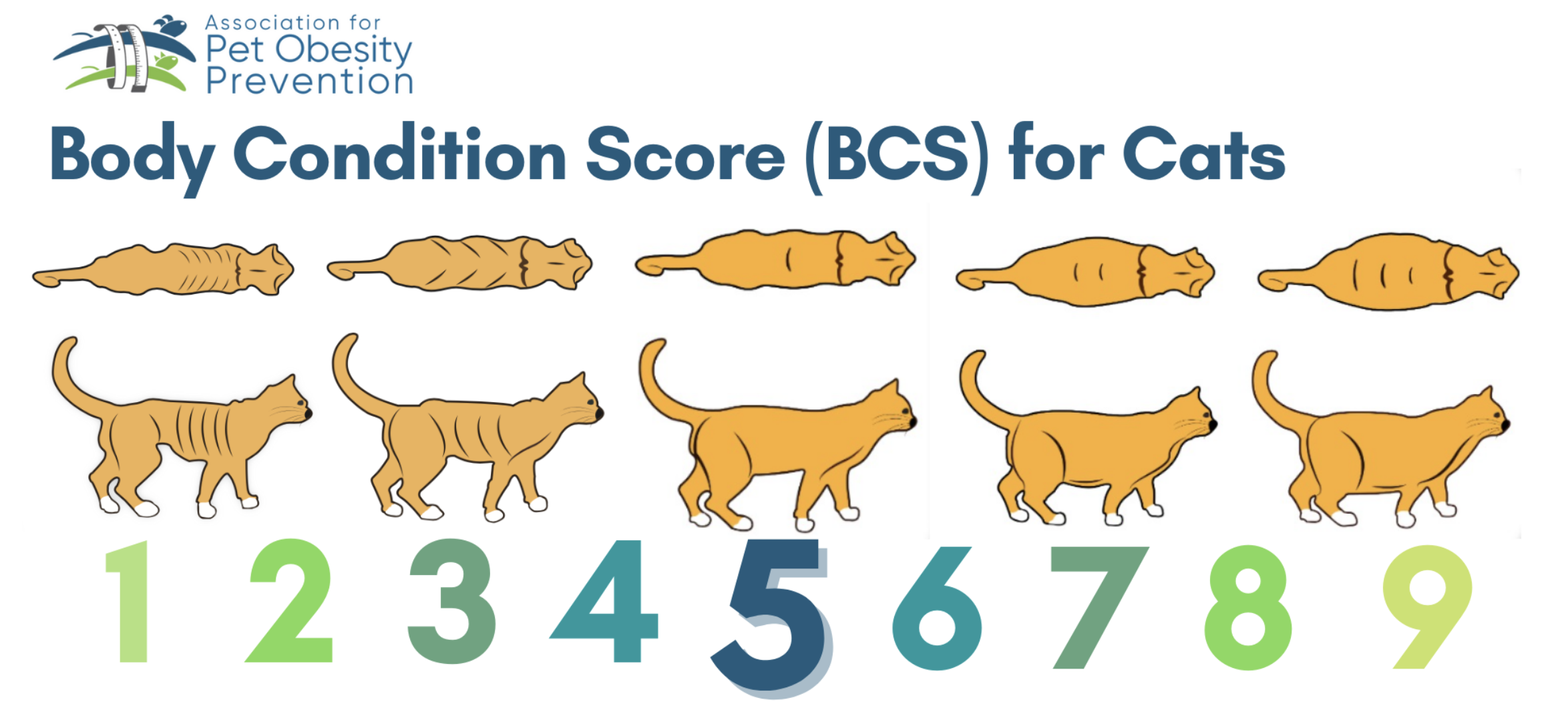 BCS