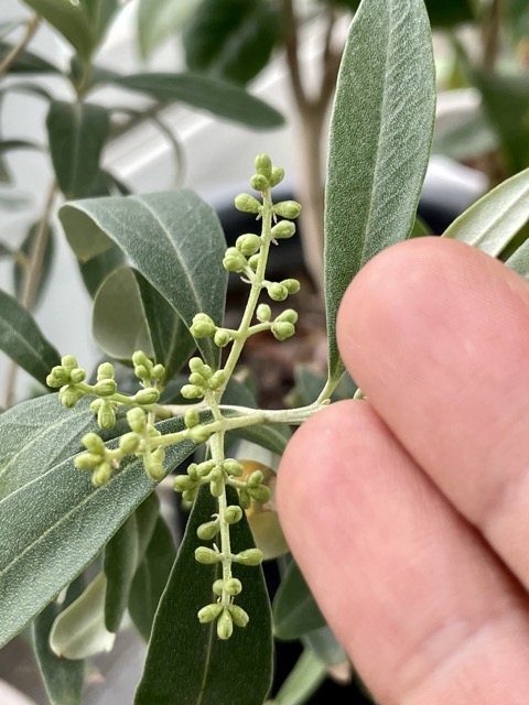 다른-품종의-올리브나무의-꽃봉오리의-모습이며-그-모양새가-짧거나-길다