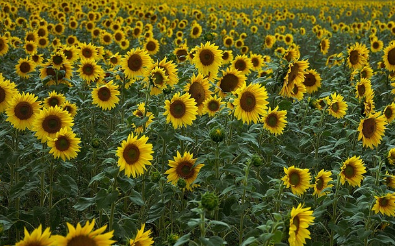 해바라기 키우기
