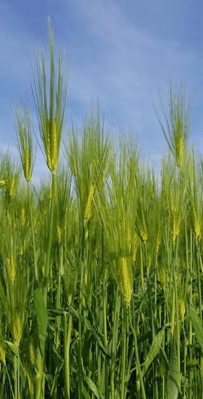 고창청보리축제