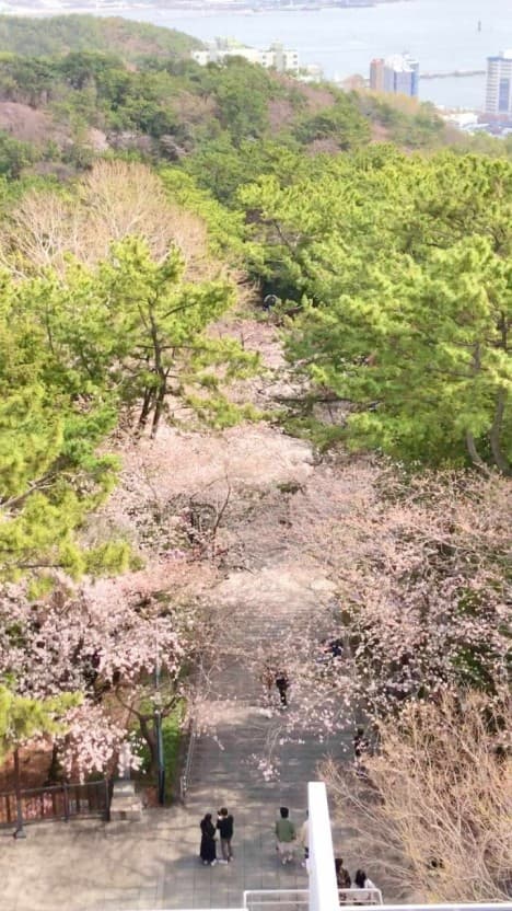 진해 벚꽃 여행 찐후기 ❘ 여좌천 &amp; 경화역, 인생샷 명소 총정리!