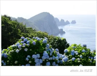 통영 연화도 수국 꽃길 산책 코스와 최적 관람 시기_9